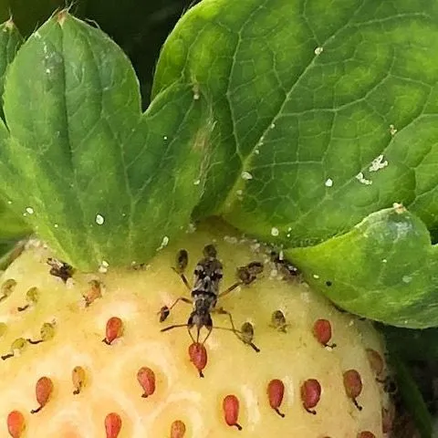thumbnail for publication: Integrated Pest Management Tools for Strawberry Seed Bug Pest on Organic Strawberries in Florida